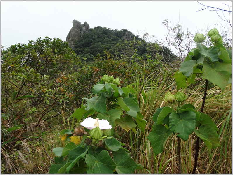 2013-12-08 13-53-48山芙蓉與小尖石山.JPG